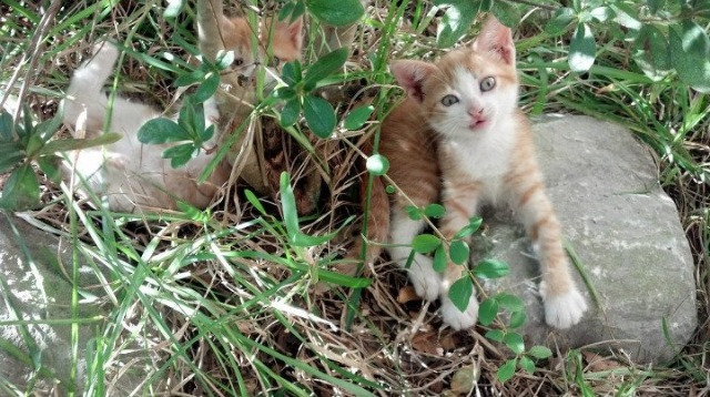 kaiyun体育app-山地徒步穿越挑战赛，探索未知的自然奇观，山地徒步越野