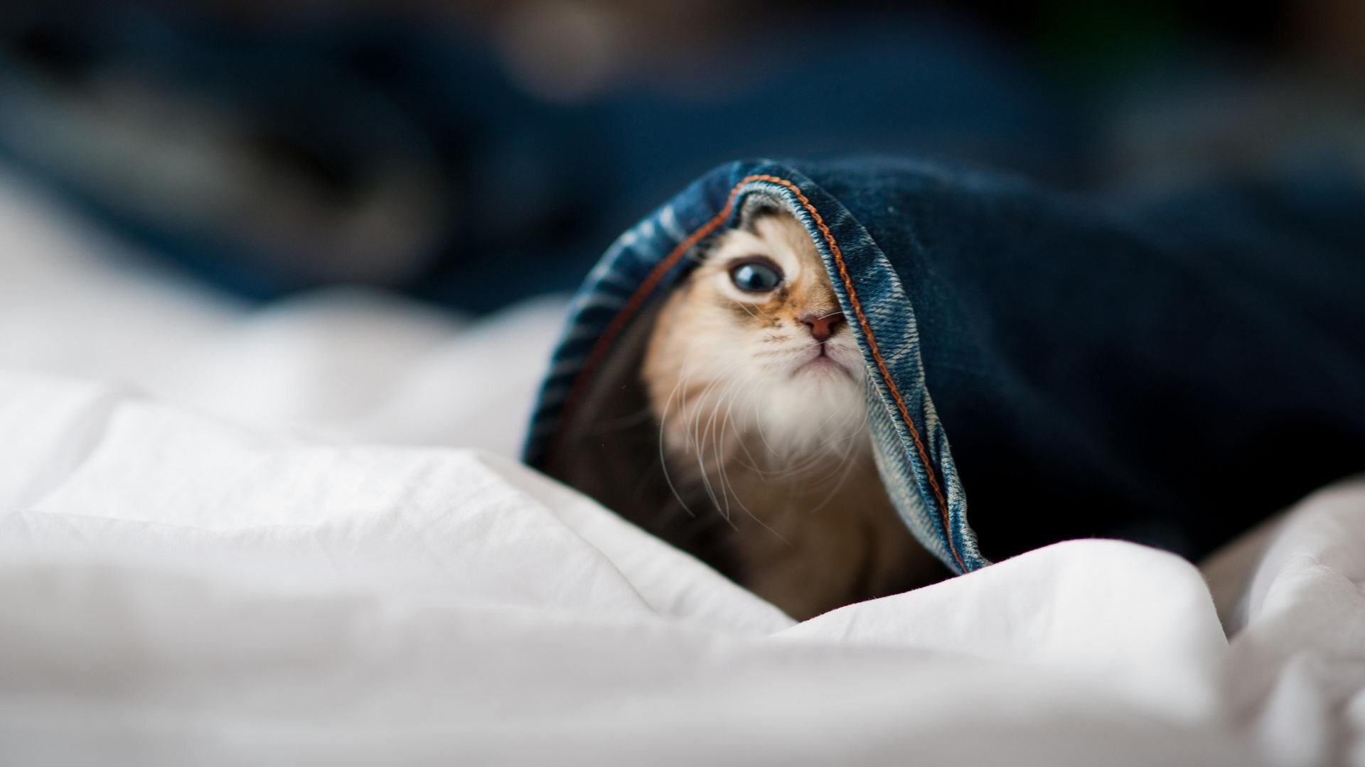 山地徒步穿越挑战赛，探索未知的自然奇观，山地徒步越野