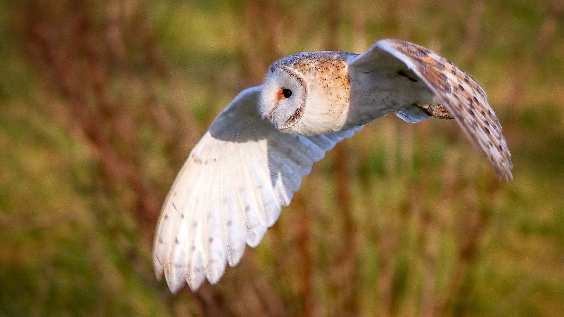 德甲：多特3-4战平门兴，双方都献出精彩比赛，多特德甲两连冠