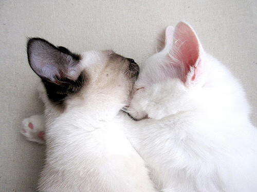 开云中国大陆-未来足球场将实现全智能管理，提升场馆运营效率，足球场管理系统