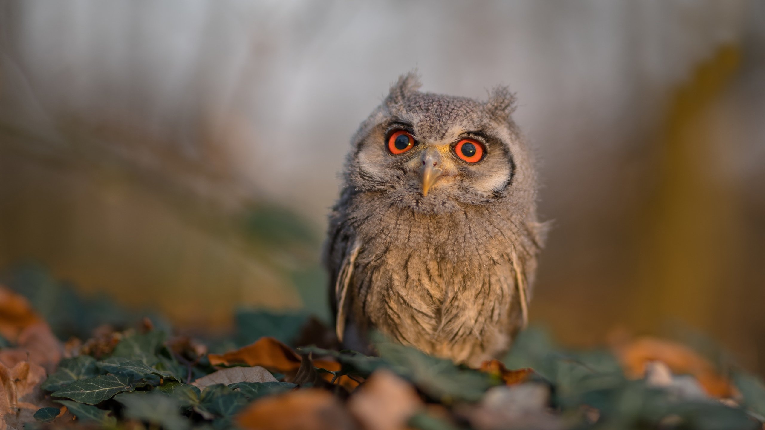 开云官方-WTA1000赛上演焦点大战，斯瓦泰克淘汰高芙晋级决赛，wta1000赛有哪些