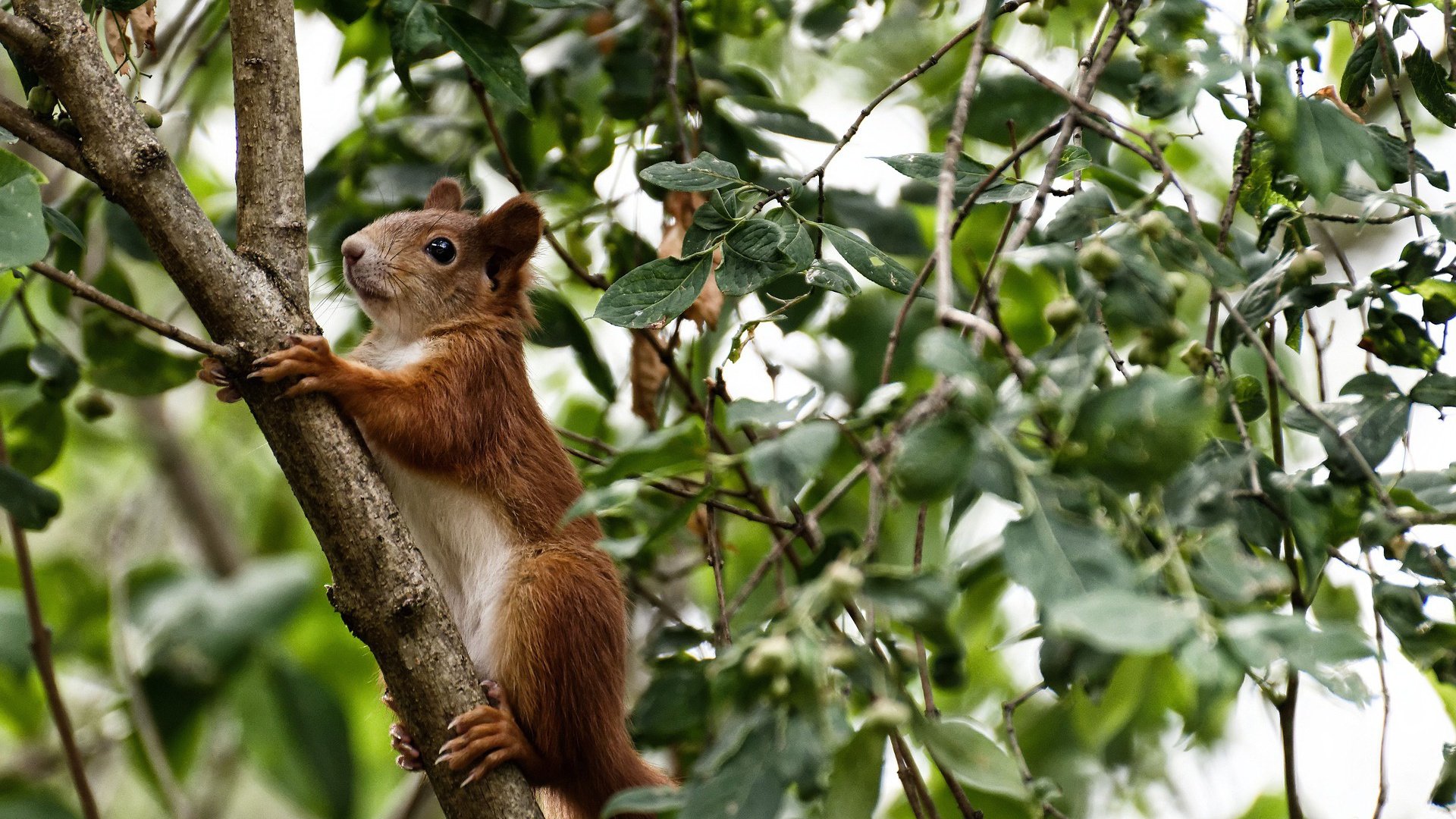 kaiyun.com-中国足球俱乐部管理水平不断提升，中国足球俱乐部改革