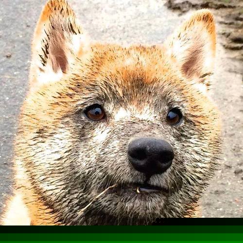 kaiyun体育综合-女足国家队技战术风格趋向欧洲化，女足队伍