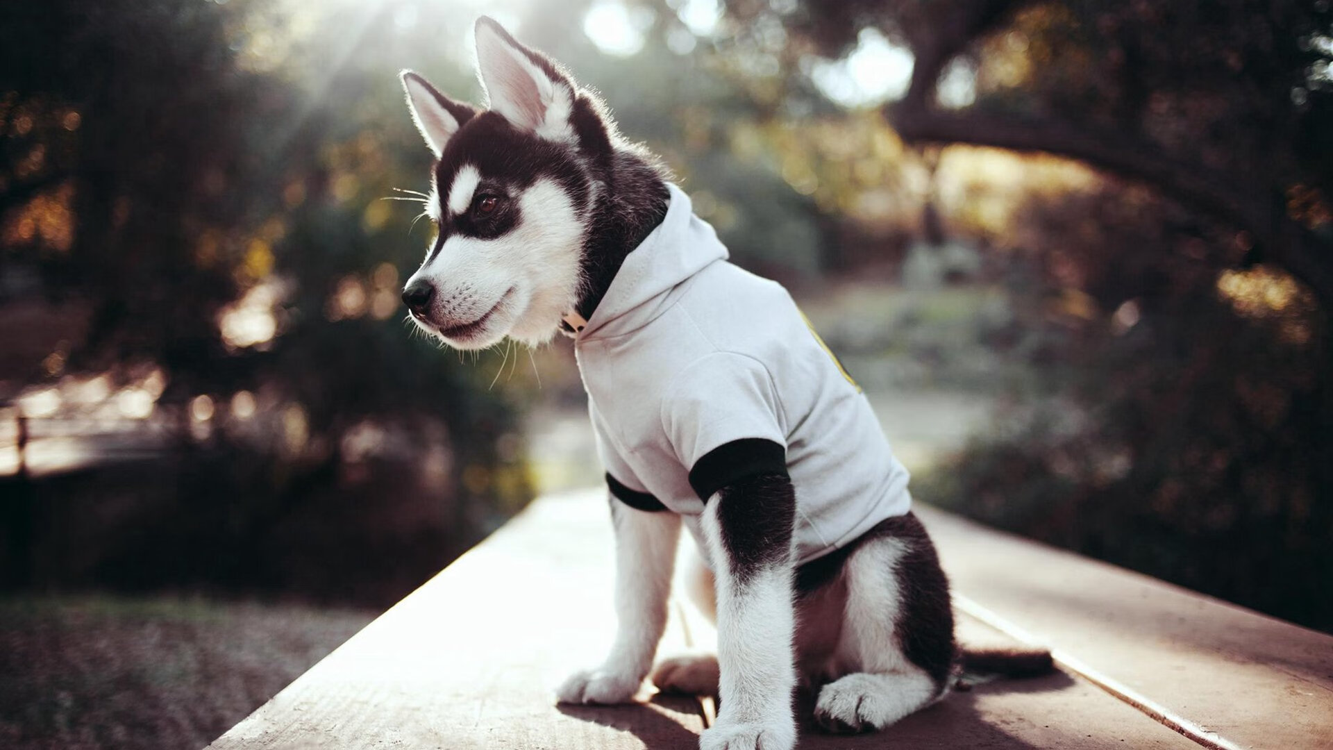 kaiyun中国官方网站-广州龙狮球队进攻节奏提升，广州龙狮队季后赛