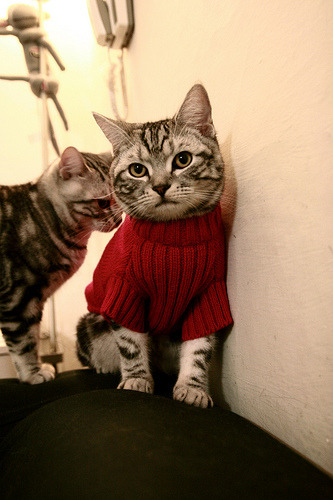 开云中国大陆-曼联势必击败斯托克城，争夺积分，曼联 斯