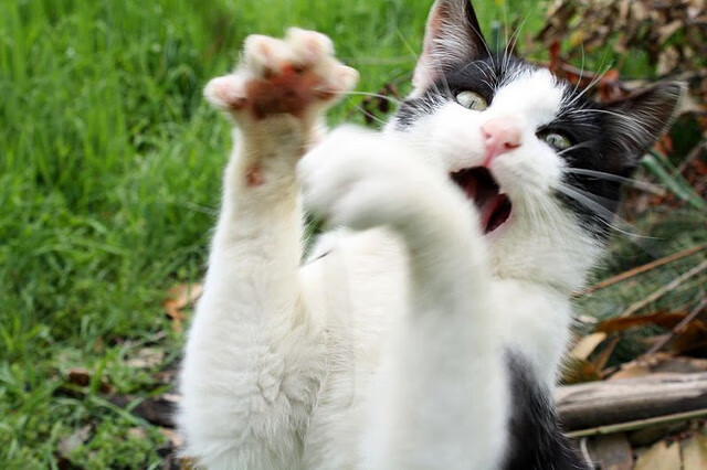 森林狼球队攻防转换流畅,森林狼球队怎么样