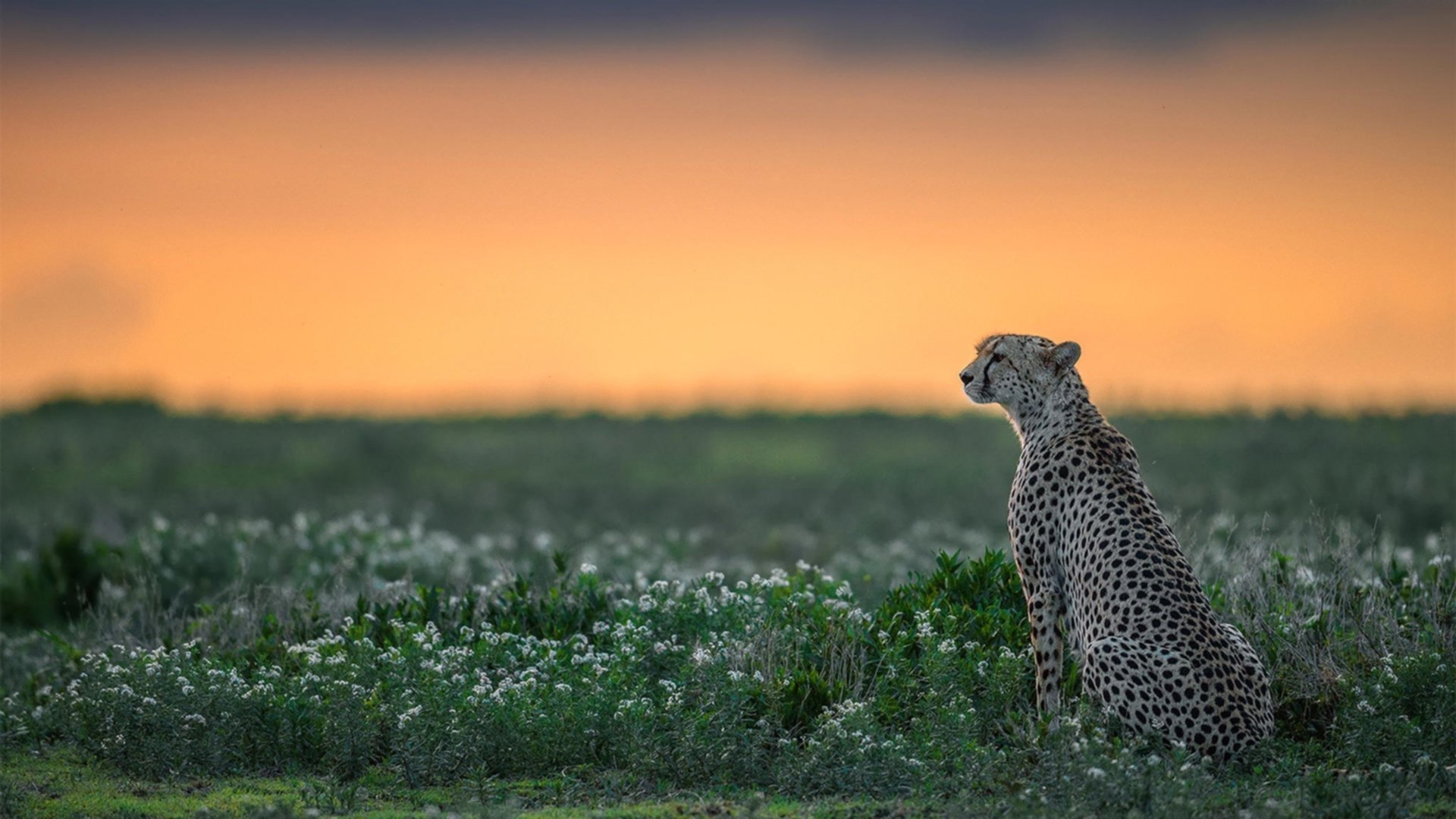 开云官方网站-湖人团队协作完美主场连胜，湖人结束连败疯狂庆祝