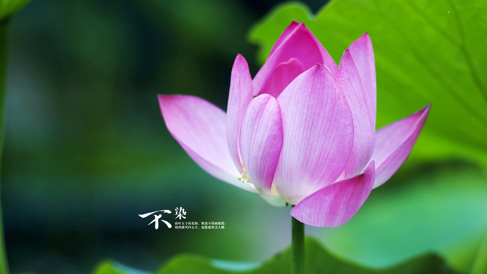 美洲队备战中北美洲及加勒比海冠军杯,目标夺冠,北美及加勒比海足联