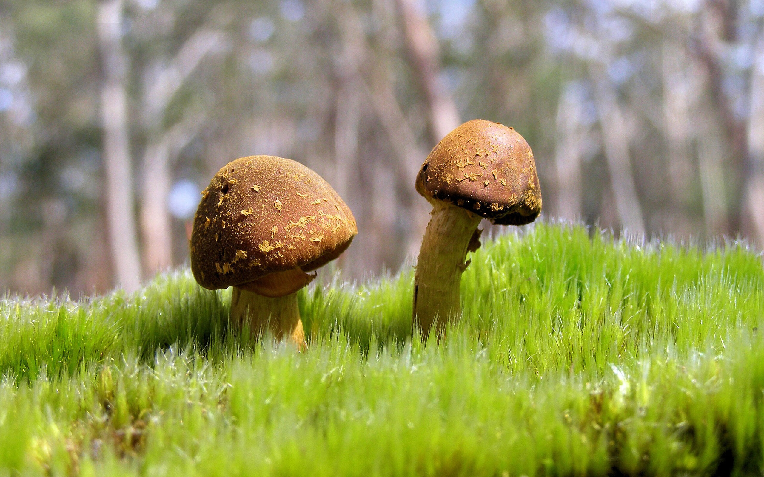 阿尔阿赫利赛季目标明确，阿尔阿赫利埃及