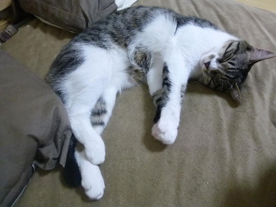 阿根廷客场3-0战胜玻利维亚，梅西轮休，冈萨雷斯破门，阿根廷0_2