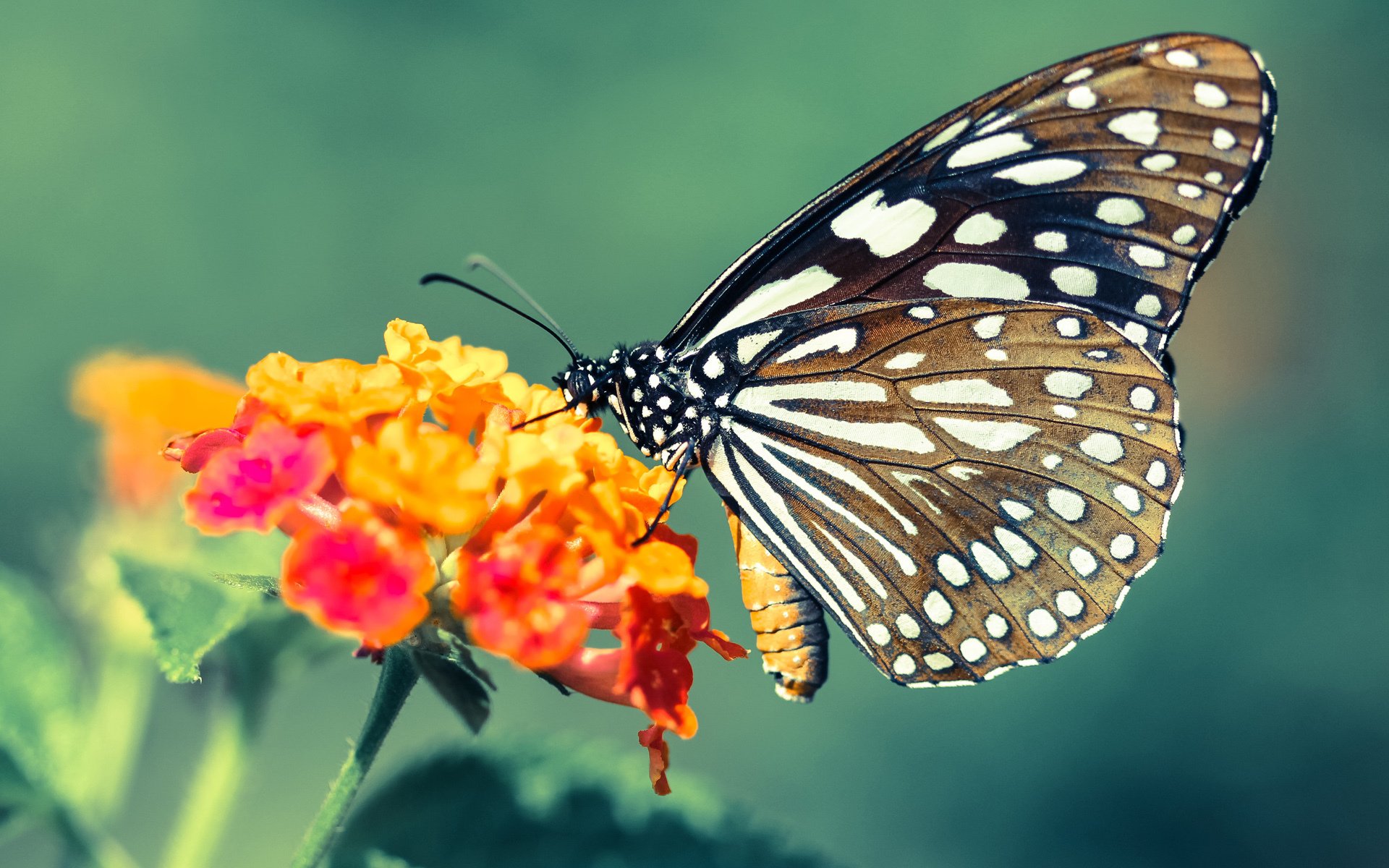 NBA球员技术风格与球队适配性研究,nba球队人员配置