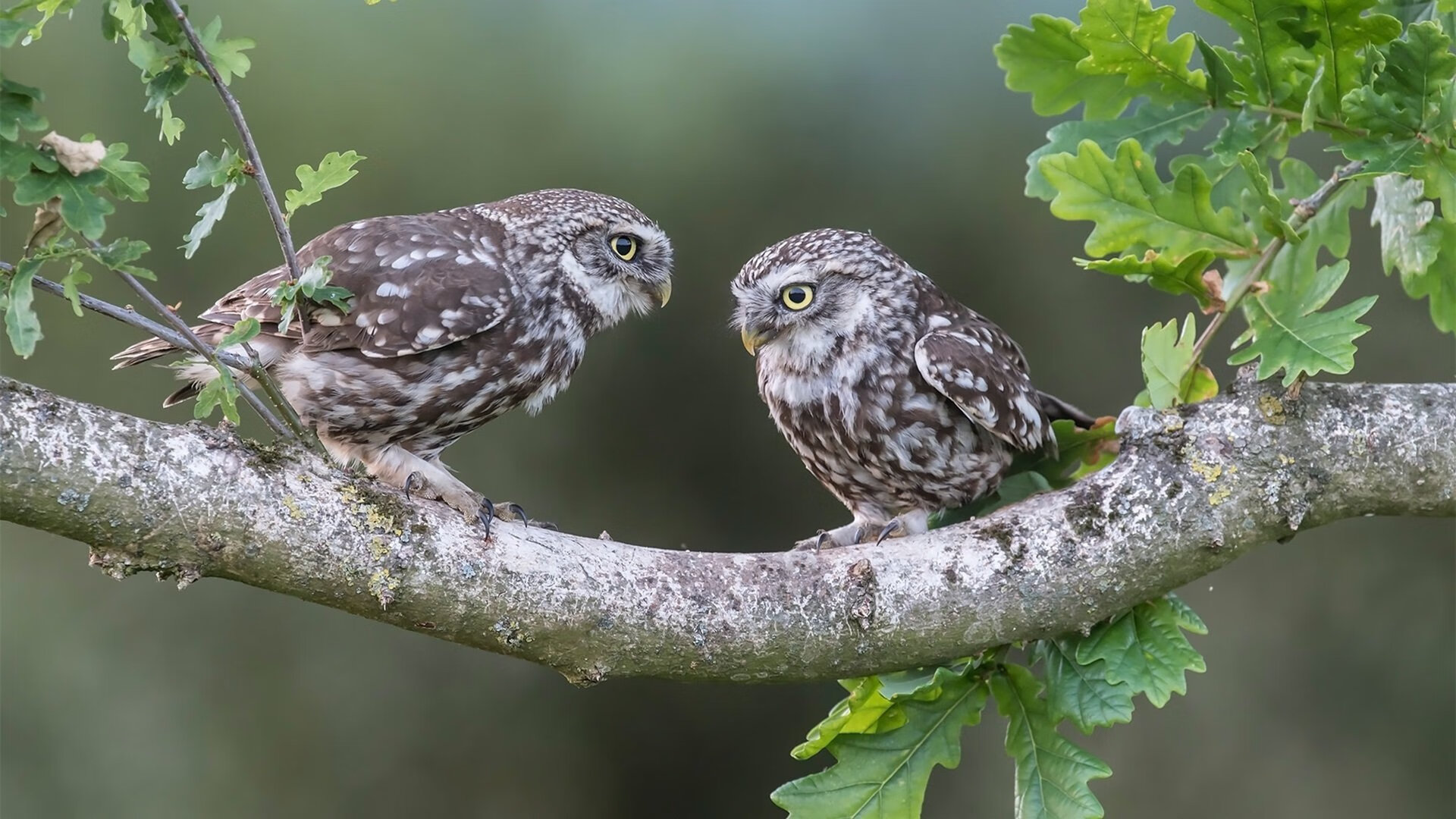 NBA球员技术风格与球队适配性研究,nba球队人员配置