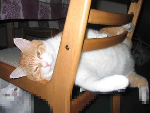 全国跆拳道锦标赛天津选手首获金牌，天津跆拳道运动员