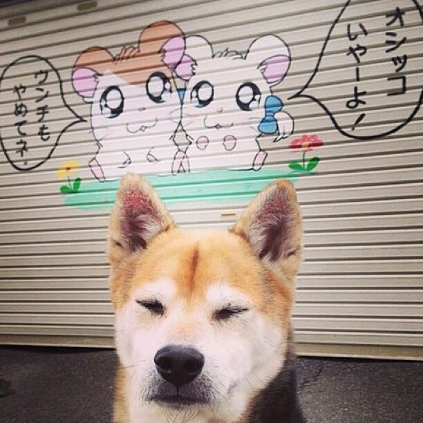 KAIYUN 中国大陆-“极限对抗，四川省体育馆自由搏击赛一触即发！”