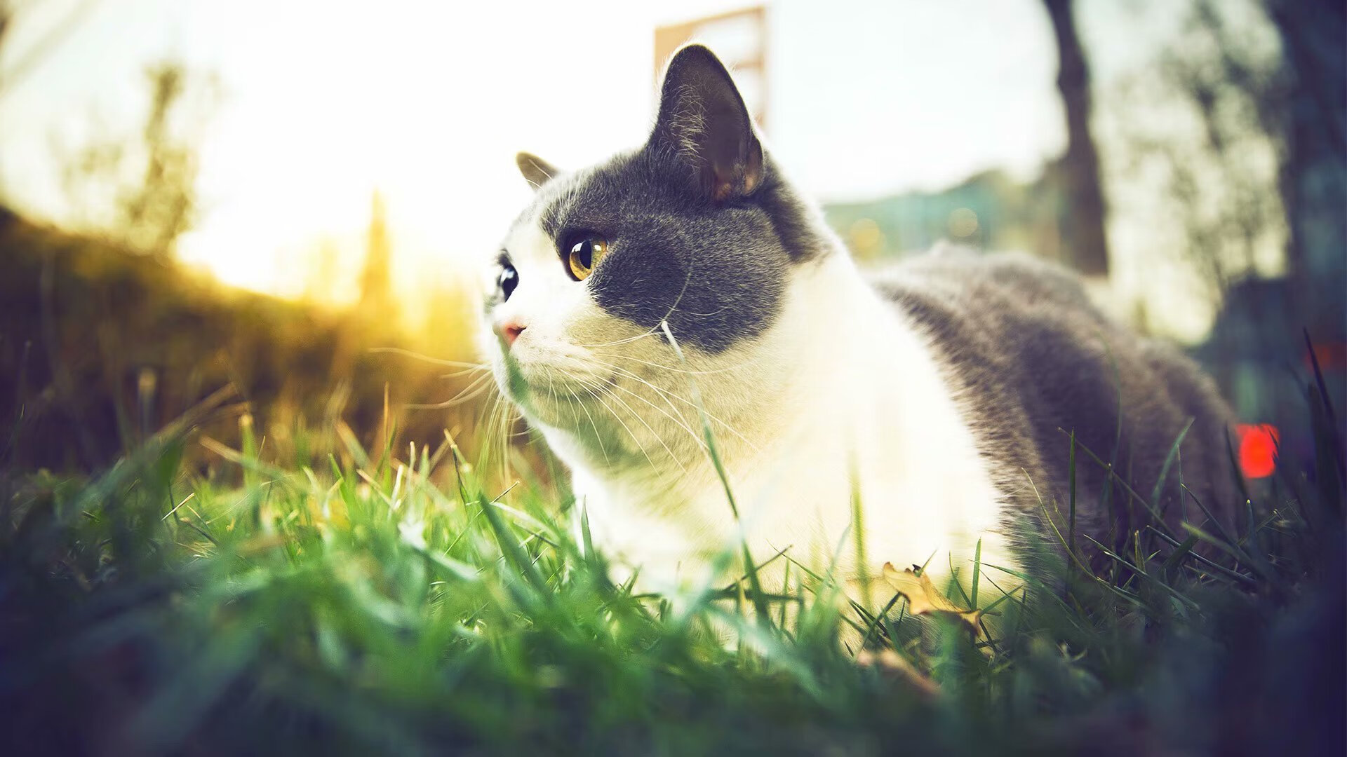 加拿大队赛制分析：赛制如何帮助提升球队的稳定性与执行力，加拿大赛程500