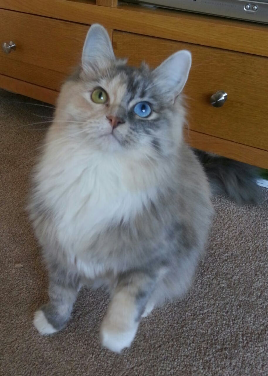 技术稳定性：中美澳德谁表现最佳？