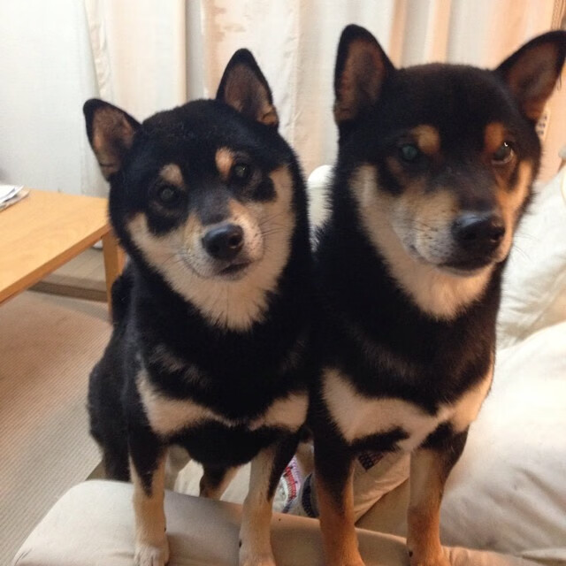 中小学篮球邀请校外专业教练定期指导实训，篮球训练营进学校合作方案