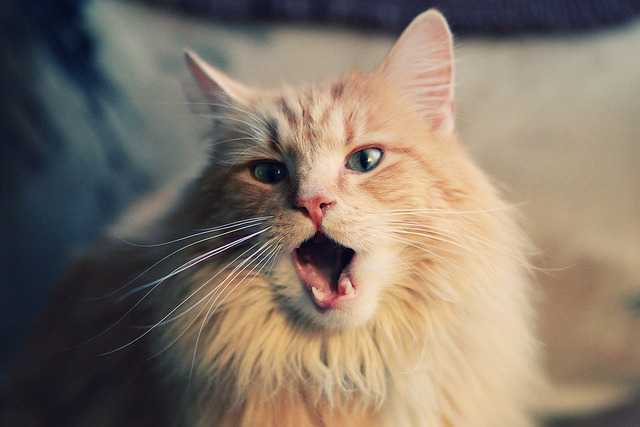 开云官网-球员转会窗口闭合，多宗大牌交易尘埃落定，真实的球员转会消息一般不会来自哪里