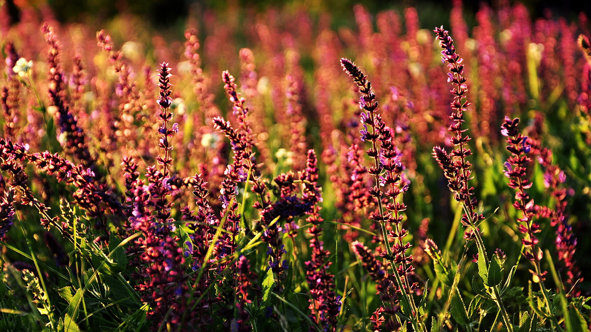 萨默·麦金托什赛后感谢家人和教练，麦金托什还是马金托什